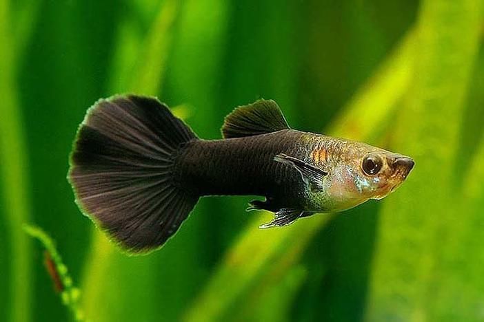 有哪些孔雀魚品種，孔雀魚的信息整理