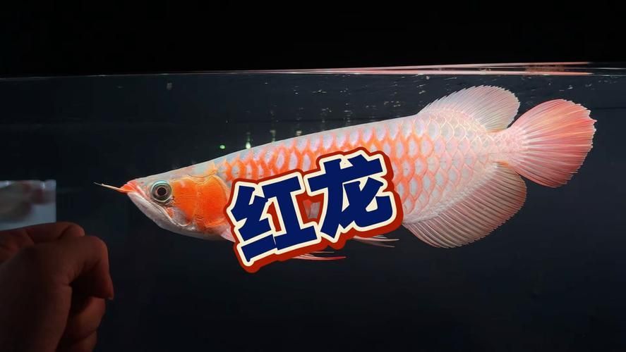 白玉龍魚和紅龍哪個更值錢？，白玉紅龍魚和紅龍魚哪個更值錢白玉紅龍魚哪個更值錢