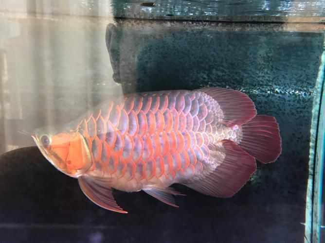 短身龍魚的價格是多少？，短身龍魚價格是多少