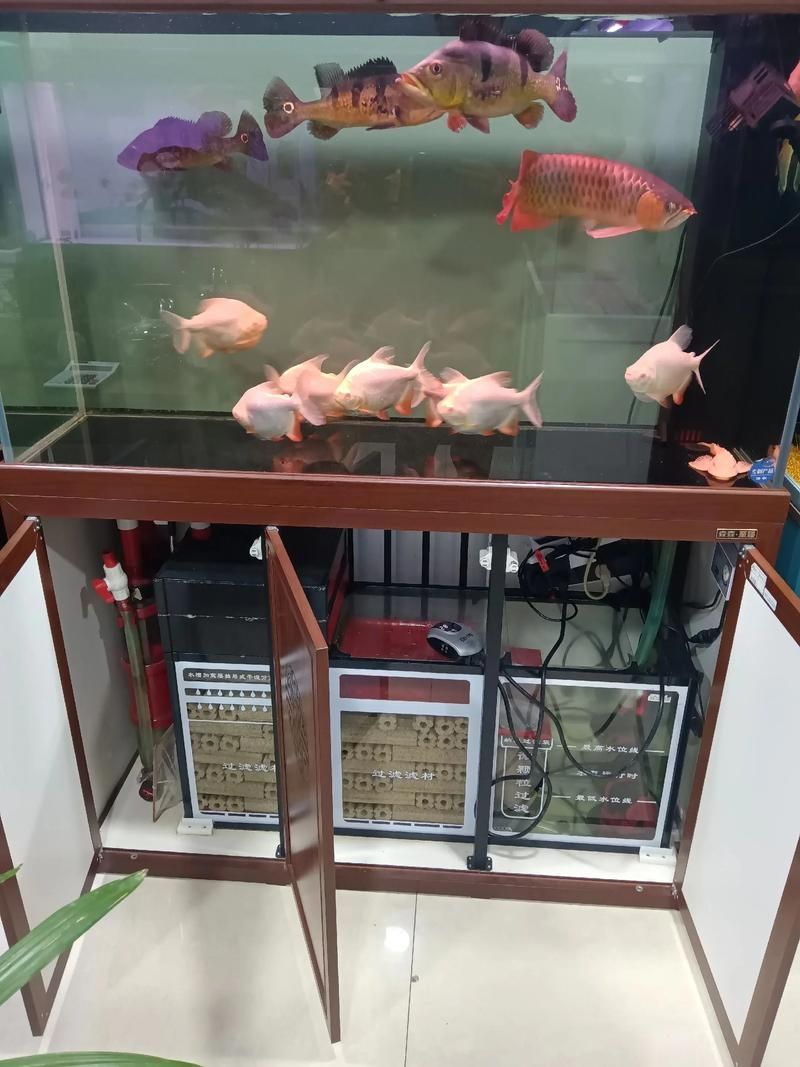 彩蝶和森森哪個更耐用？
