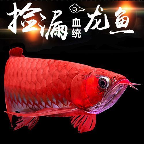 雪龍魚有哪些主要品種？，雪龍魚與白化銀龍魚的區別，雪龍魚的飼養方法是什么