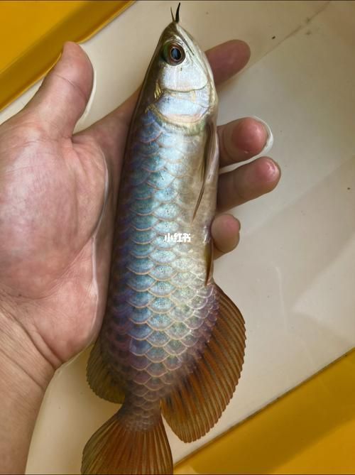 給我推薦幾款古典龍魚和藍底龍魚，古典龍魚和藍底龍魚哪個更珍貴