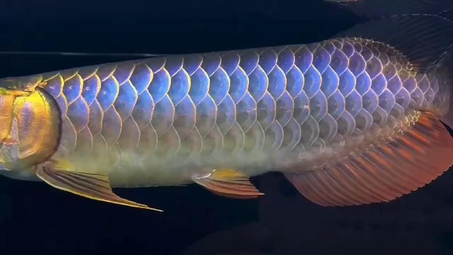 給我幾張古典藍底過背金龍魚圖片，古典藍底過背金龍魚