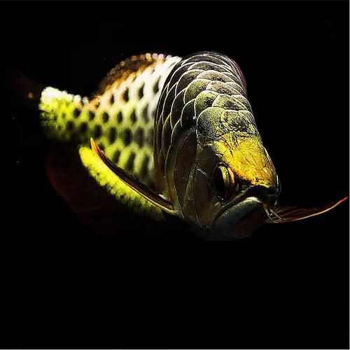 給我幾張古典藍底過背金龍魚圖片，古典藍底過背金龍魚