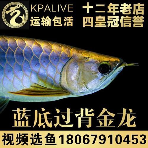 給我幾張古典藍底過背金龍魚圖片，古典藍底過背金龍魚