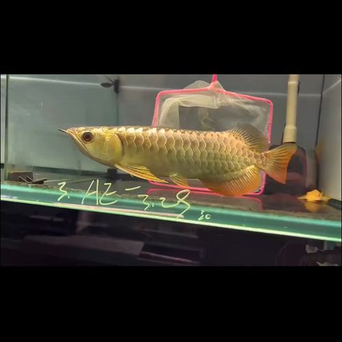 給我幾張古典藍底過背金龍魚圖片，古典藍底過背金龍魚