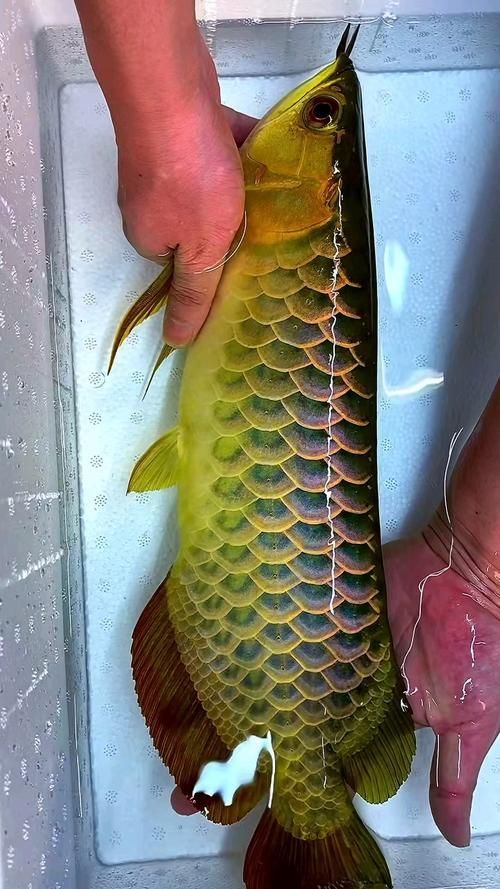 給我幾張古典藍底過背金龍魚圖片，古典藍底過背金龍魚