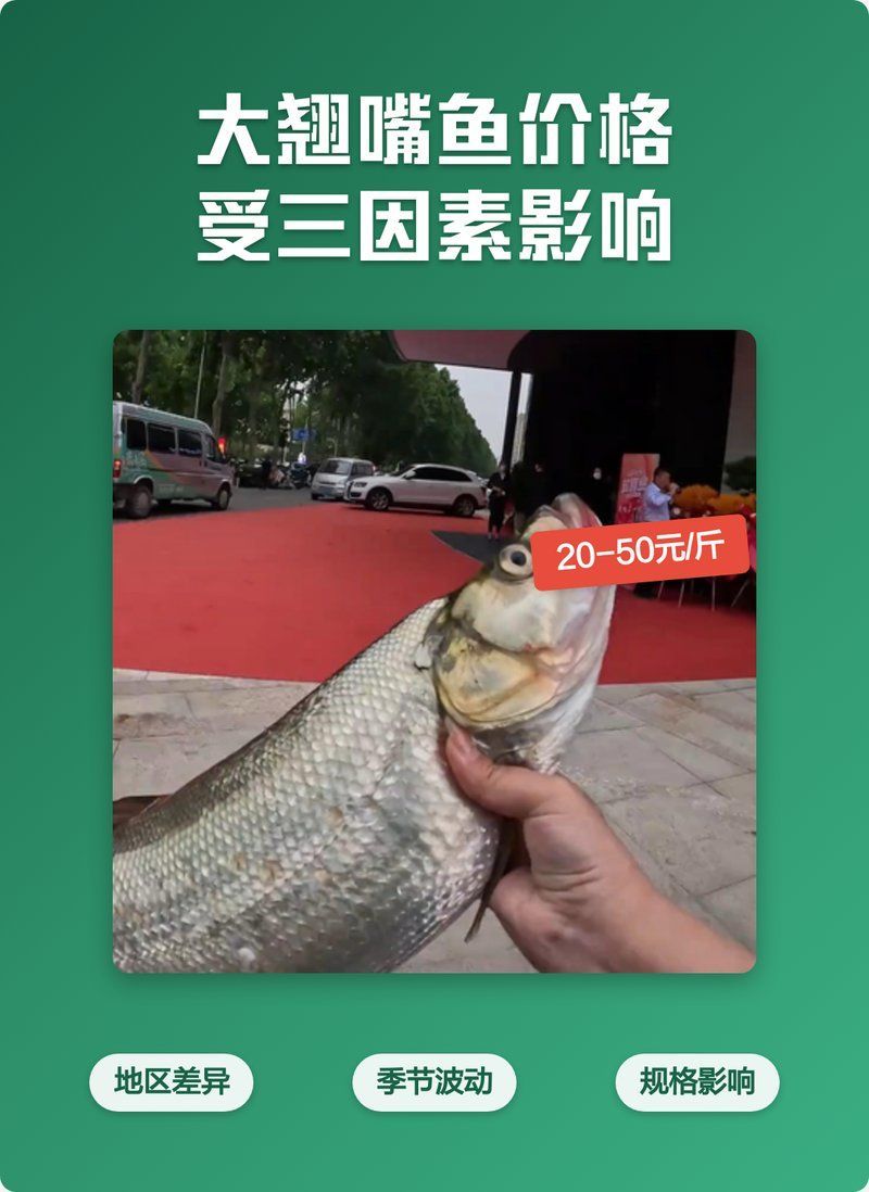 翹嘴魚的價格為何如此高昂，翹嘴魚價格為何如此高昂，