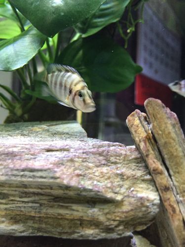 能提供一些魚鰭根部充血的圖片嗎，魚鰭根部充血可能是由多種原因引起的，可能是多種原因引起的