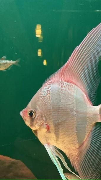 能提供一些魚鰭根部充血的圖片嗎，魚鰭根部充血可能是由多種原因引起的，可能是多種原因引起的