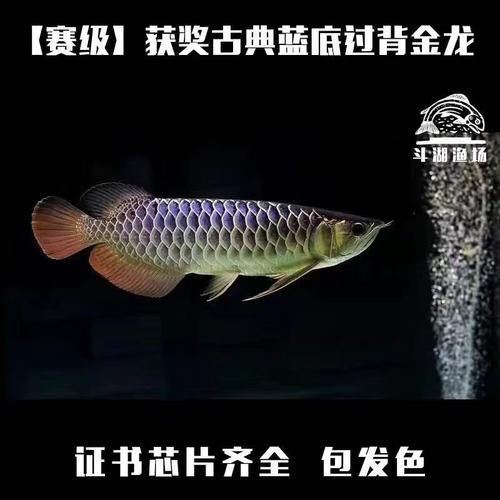 3cm金龍魚苗價格，金龍魚苗價格