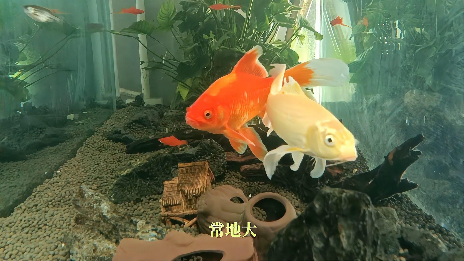如何區(qū)分魚懷孕和腹水，如何區(qū)分魚懷孕和腹水,判斷魚是“懷孕”還是腹水