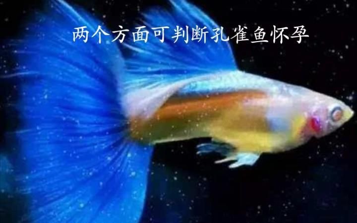 如何區分魚懷孕和腹水，如何區分魚懷孕和腹水,判斷魚是“懷孕”還是腹水