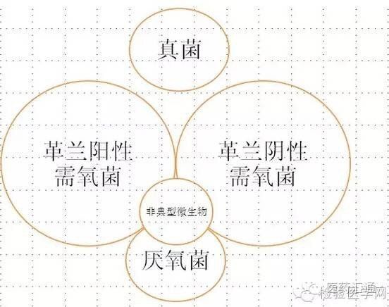 哪些抗生素可以治療細菌感染，哪些抗生素可以治療細菌感染,用戶要求詳解