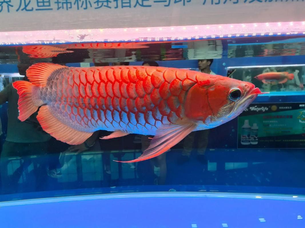 給我提供更多關(guān)于2025龍魚大賽的信息，2025長城杯世界龍魚錦標賽