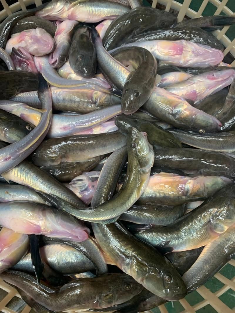 海中龍魚的價格是多少