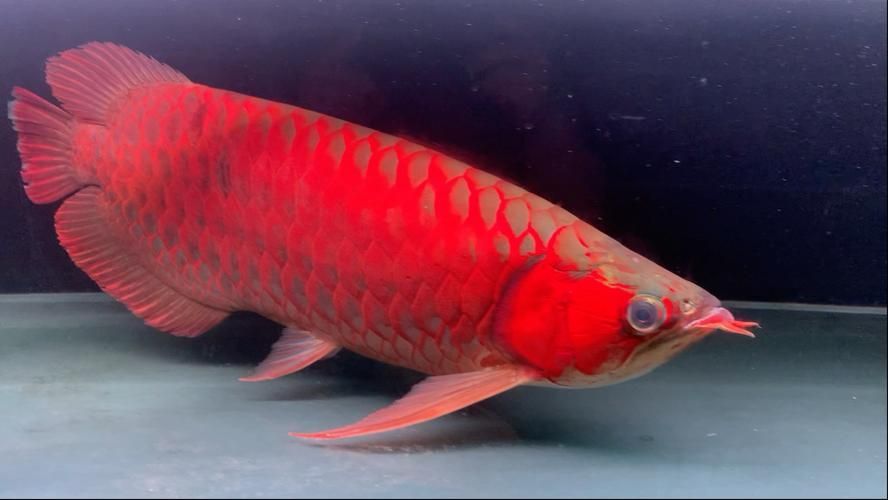 給我更多紅龍魚品種的圖片