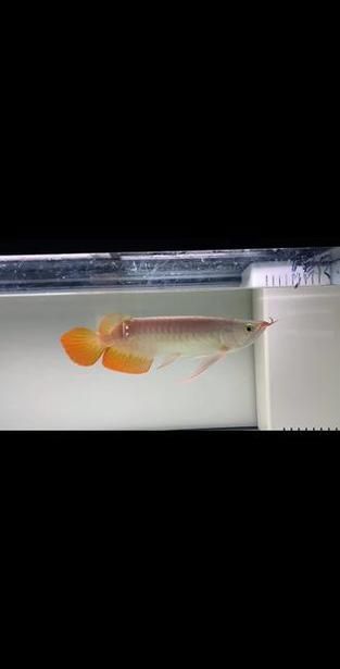 給我一些辨別印尼漁場紅龍魚的真偽圖片，印尼漁場紅龍魚的真偽鑒別