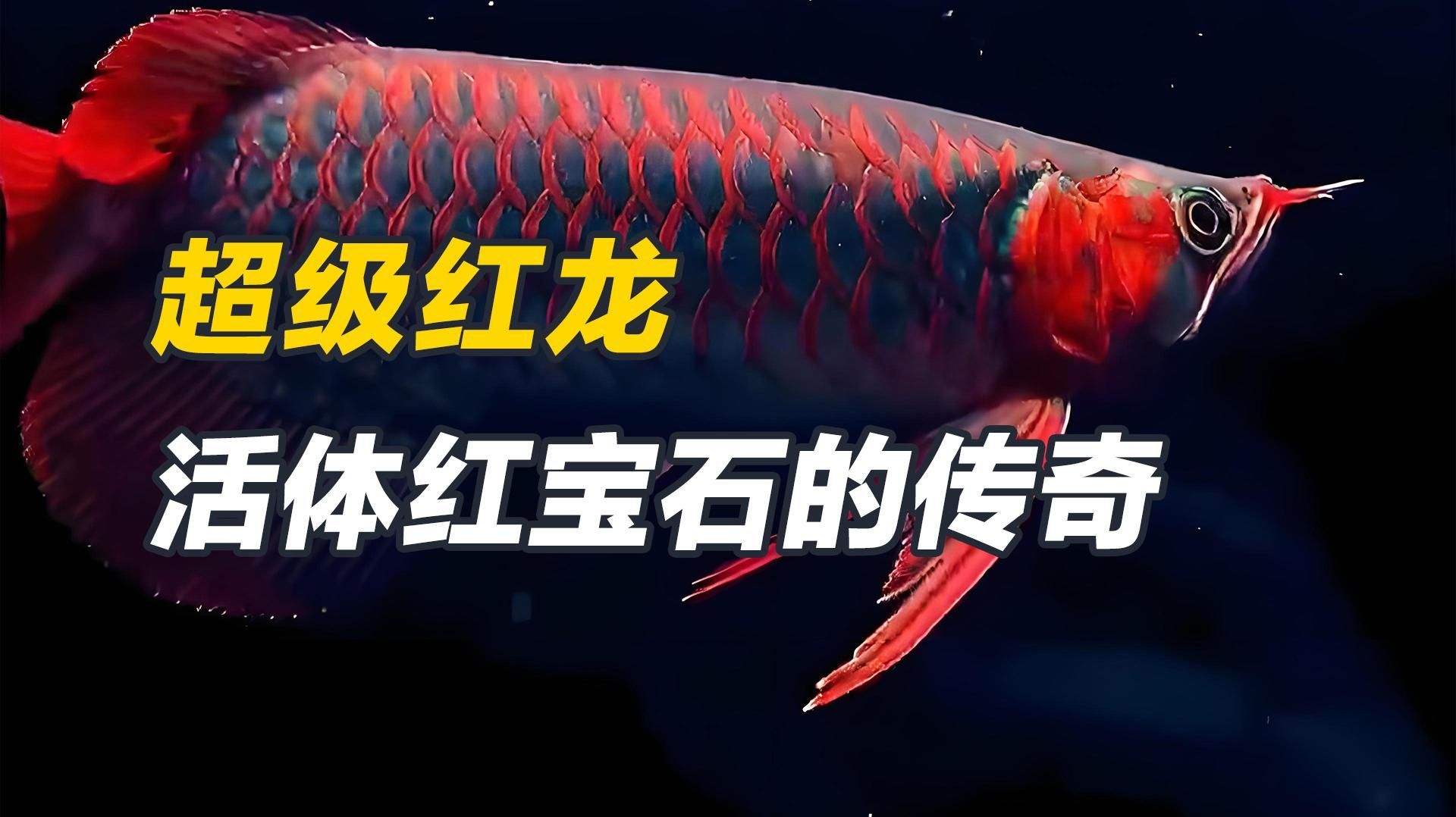 如何判斷紅龍超血是否健康，如何判斷紅龍是否為“超血”
