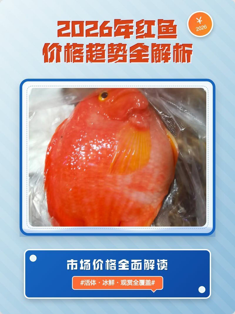 龍魚品種價格排行榜最新版，最新龍魚品種價格排行榜