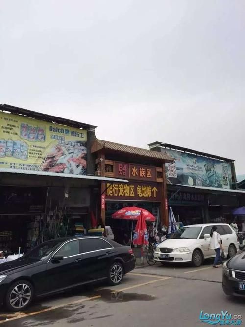 龍魚批發市場的價格波動大嗎？，龍魚批發市場價格波動大嗎龍魚批發市場價格波動大嗎