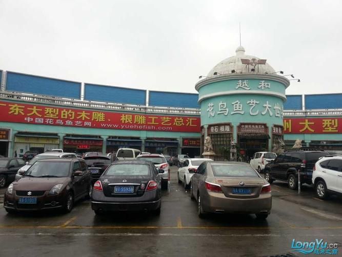 龍魚批發市場的價格波動大嗎？，龍魚批發市場價格波動大嗎龍魚批發市場價格波動大嗎