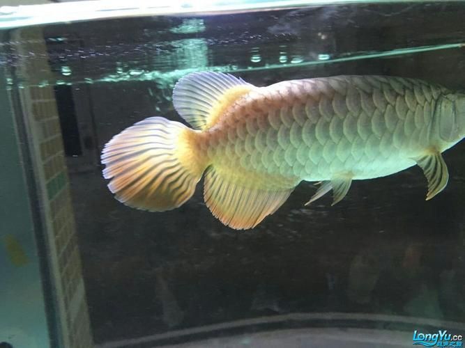 龍魚批發(fā)市場的價(jià)格波動(dòng)大嗎？，龍魚批發(fā)市場價(jià)格波動(dòng)大嗎龍魚批發(fā)市場價(jià)格波動(dòng)大嗎