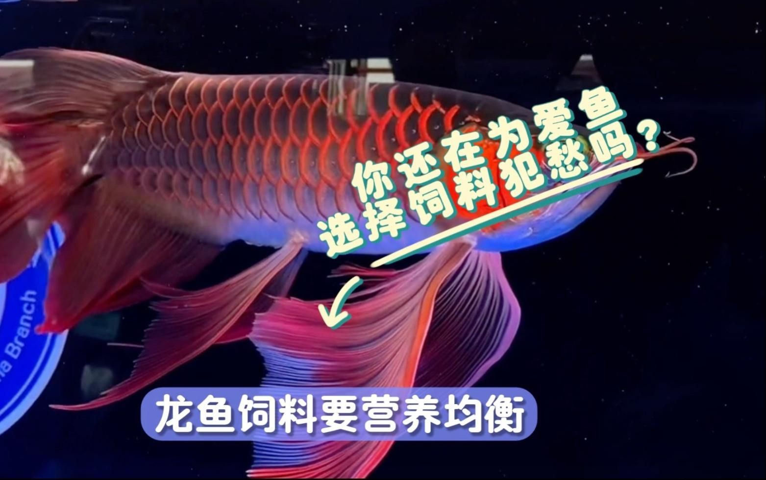 龍魚飼料配方中脂肪的作用，龍魚飼料中的脂肪成分對于其健康和生長至關重要