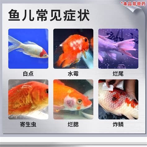 魚爛鰭爛尾怎么治，魚爛鰭爛尾怎么治，