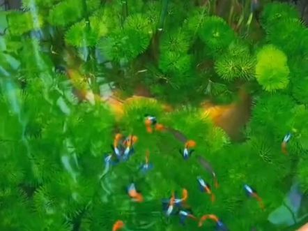 魚爛鰭爛尾怎么治，魚爛鰭爛尾怎么治，
