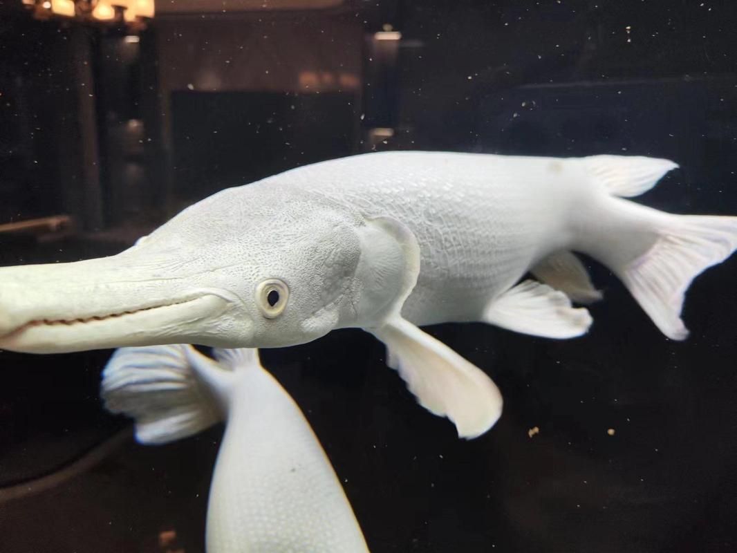 如何辨別白化火箭魚的真?zhèn)?？，白化火箭魚的真?zhèn)舞b別方法，