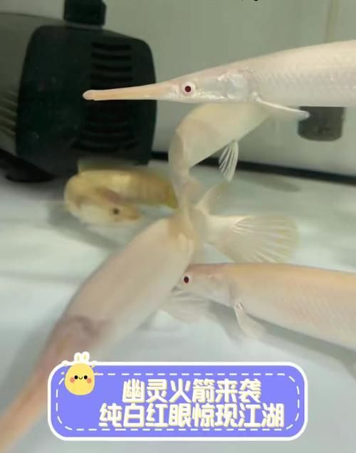 如何辨別白化火箭魚的真偽？，白化火箭魚的真偽鑒別方法，