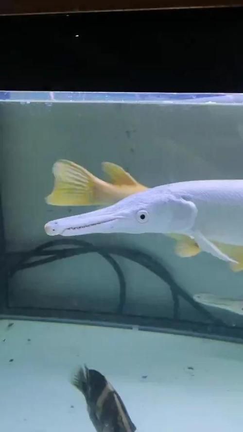如何辨別白化火箭魚的真偽？，白化火箭魚的真偽鑒別方法，