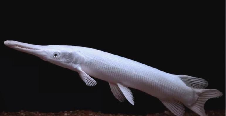 如何辨別白化火箭魚的真?zhèn)?？，白化火箭魚的真?zhèn)舞b別方法，