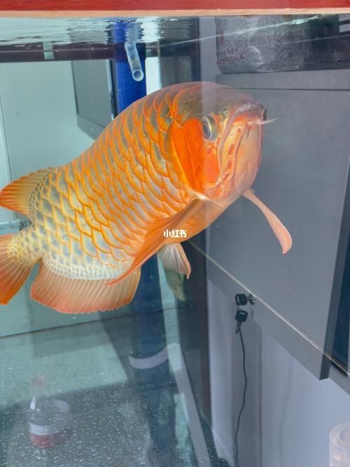 推薦一些紅龍魚高清壁紙，精選一些紅龍魚高清壁紙