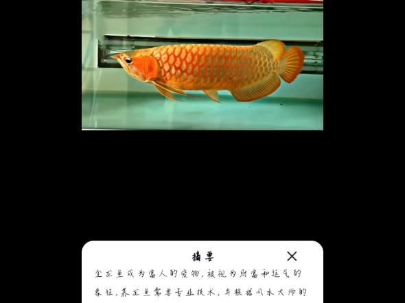 金龍魚哪個(gè)品種最珍貴？，科普系列之金龍魚哪個(gè)品種最珍貴