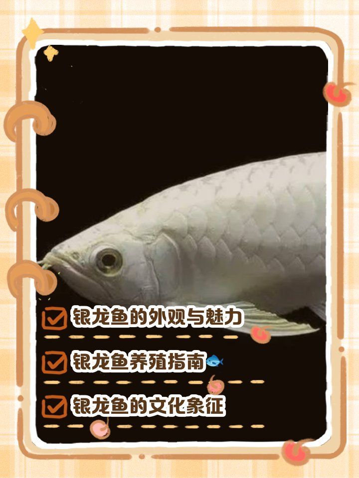 金龍魚和銀龍魚哪個更有觀賞價值，金龍魚和銀龍魚哪個更有觀賞價值，