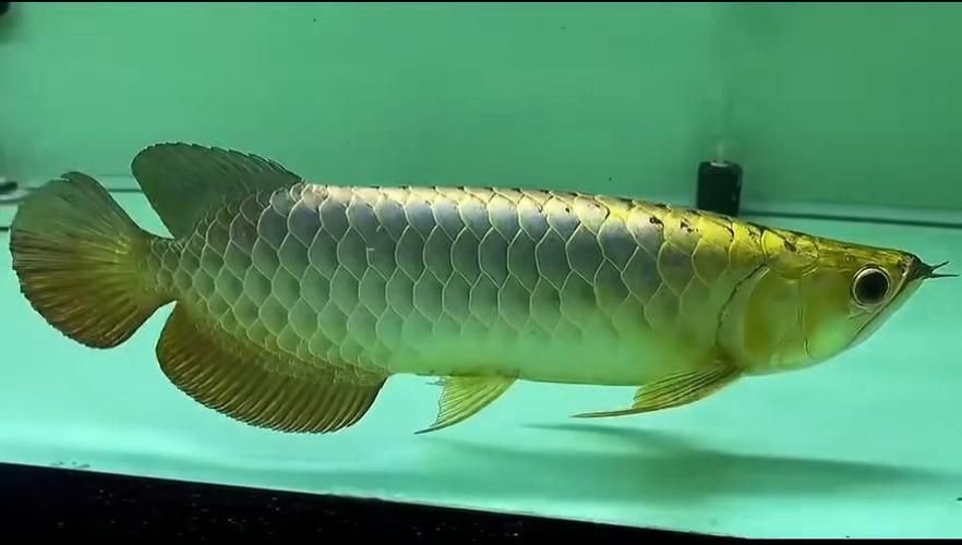 如何聯系金龍魚批發市場祥龍魚場？，“金龍魚批發市場祥龍魚批發市場祥龍魚場”是否存在
