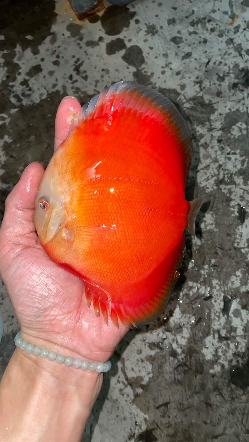 如何判斷七條魚混養(yǎng)是否成功，七彩神仙魚（七彩神仙魚（discus）混養(yǎng)成功的判斷標(biāo)準(zhǔn)