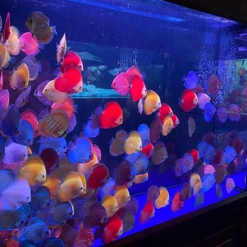 如何判斷七條魚混養是否成功，七彩神仙魚（七彩神仙魚（discus）混養成功的判斷標準