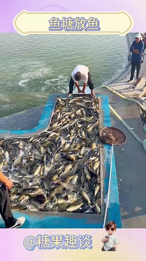 如何聯系曹妃甸的龍魚供應商？，唐山市曹妃甸區龍魚供應商需結合實體對接、線上渠道與合規流程