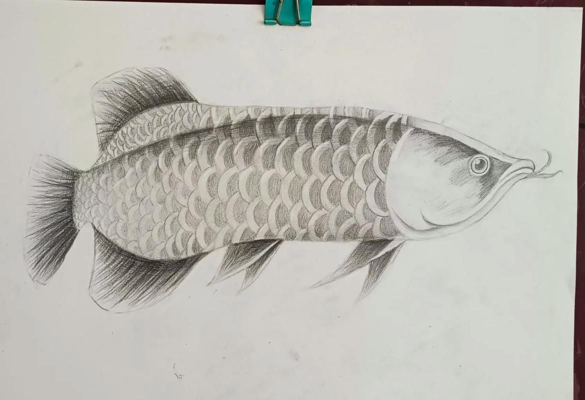 給我一些金龍魚素描的參考圖片，金龍魚素描參考圖片