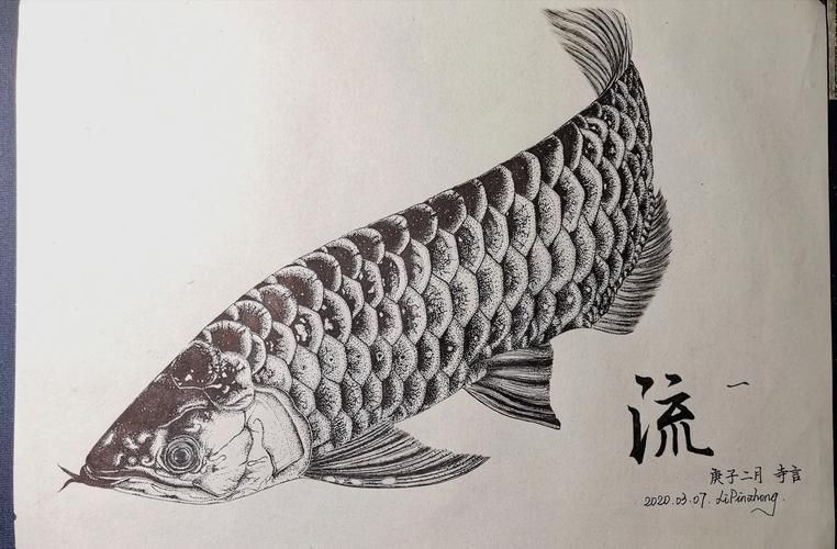 給我一些金龍魚素描的參考圖片，金龍魚素描參考圖片