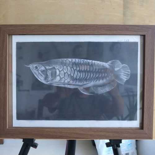 給我一些金龍魚素描的參考圖片，金龍魚素描參考圖片