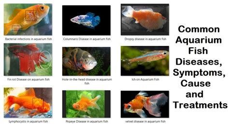 海水魚細菌感染的治療，海水魚細菌感染治療詳解,