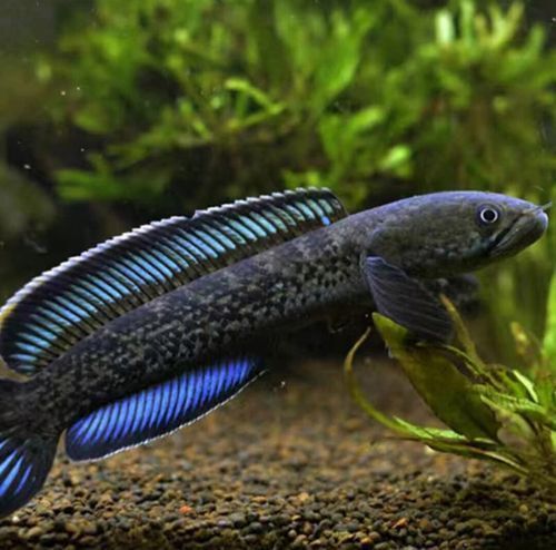 給我一些鬼王雷龍魚的圖片，關于鬼王雷龍魚的介紹