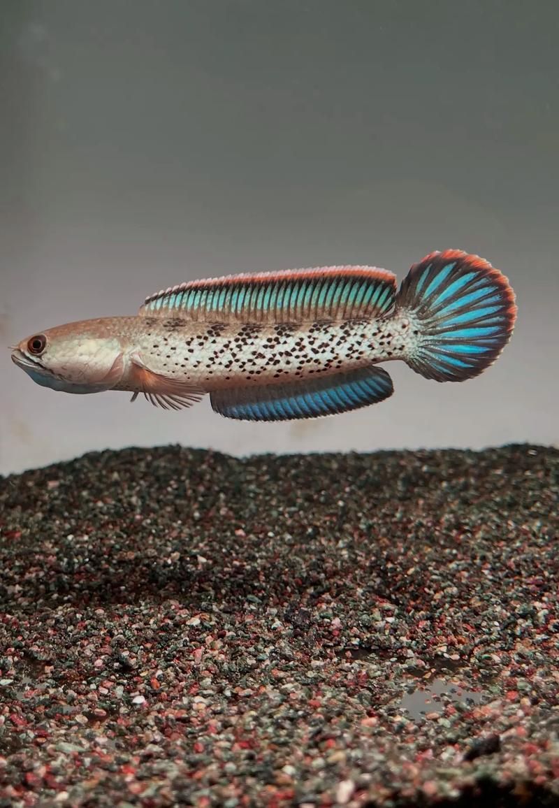 給我一些鬼王雷龍魚的圖片，關于鬼王雷龍魚的介紹