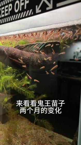 給我一些鬼王雷龍魚的圖片，關于鬼王雷龍魚的介紹