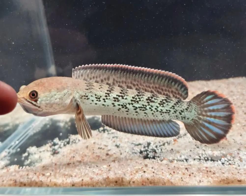 給我一些鬼王雷龍魚的圖片，關于鬼王雷龍魚的介紹