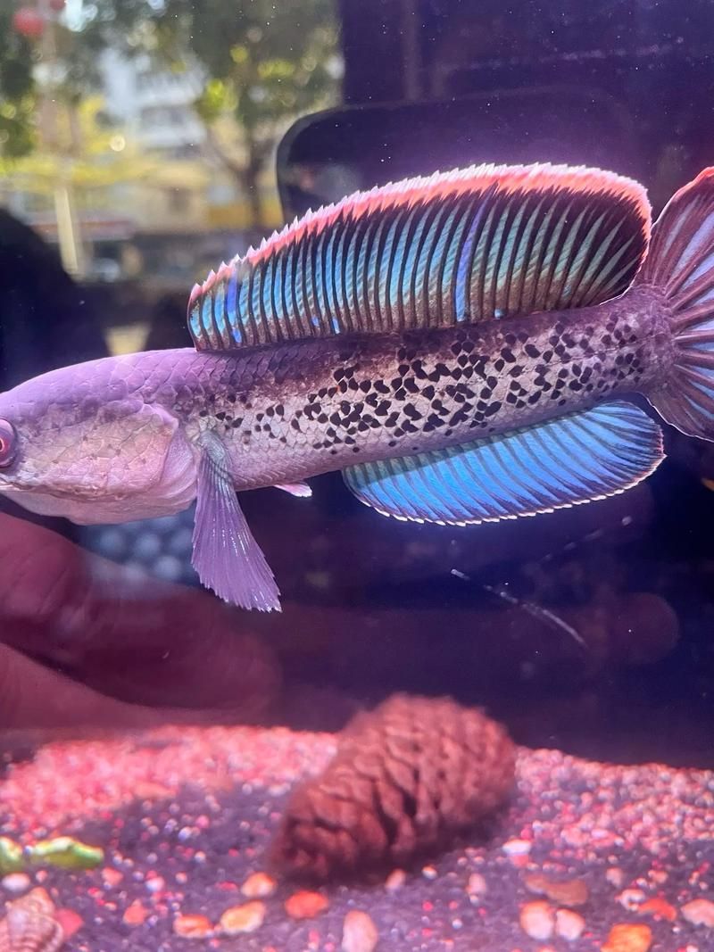 給我一些鬼王雷龍魚的圖片，關于鬼王雷龍魚的介紹